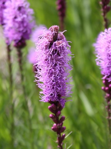 Blazing Star