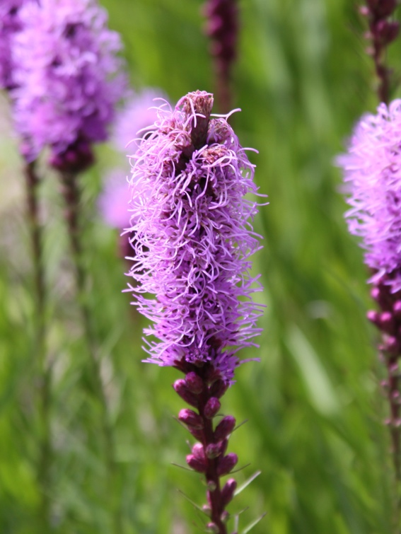 Blazing Star