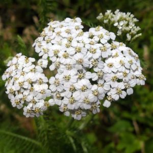 Boreal Yarrow
