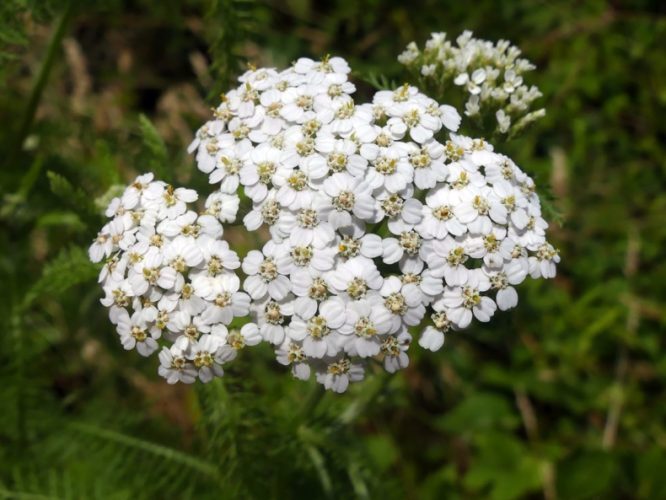 Boreal Yarrow