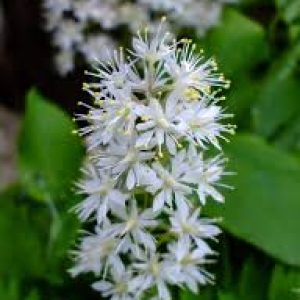 Foamflower