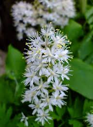 Foamflower