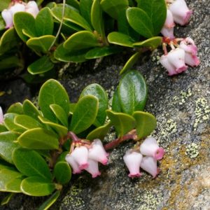 Bearberry