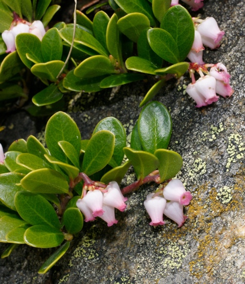 Bearberry