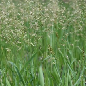 Sweetgrass