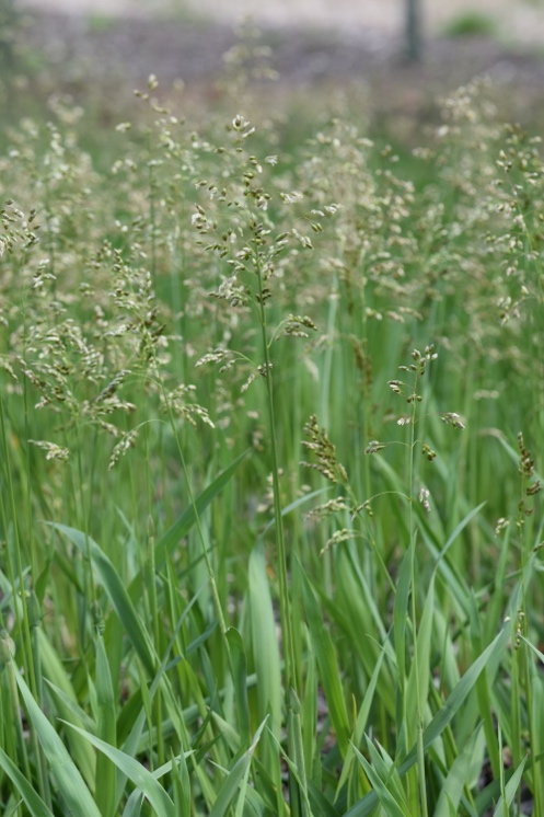 Sweetgrass