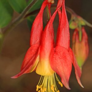 Wild Columbine