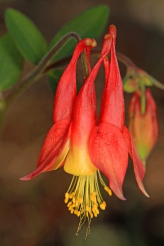 Wild Columbine