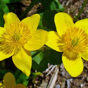 Marsh Marigold