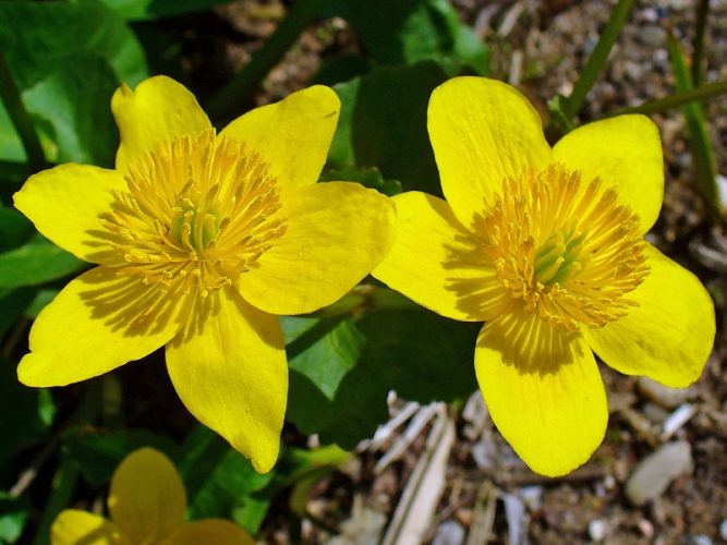 Marsh Marigold