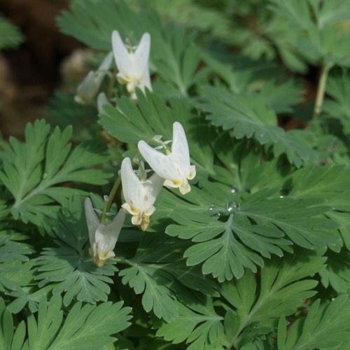Dutchman’s Breeches