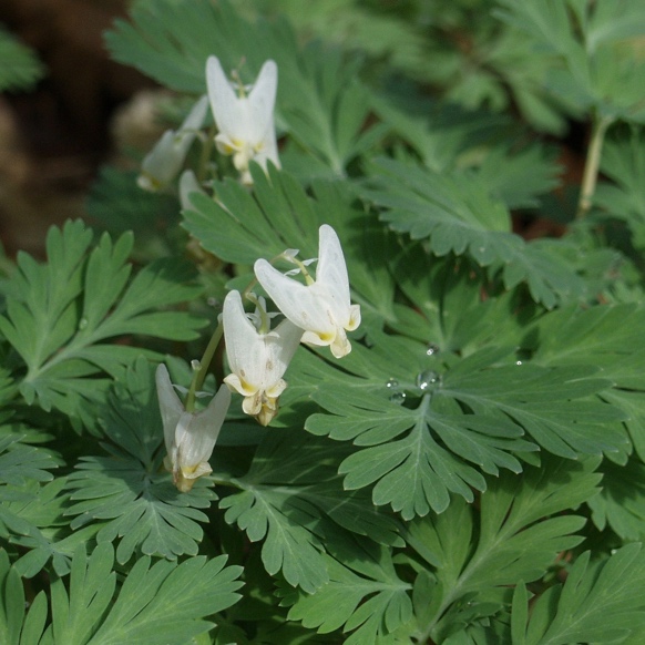 You are currently viewing Dutchman’s Breeches