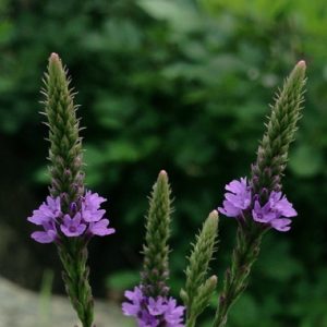 Blue Vervain