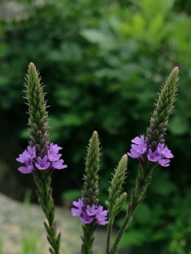 Blue Vervain