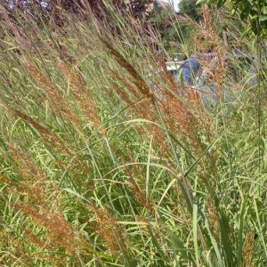Indian Grass