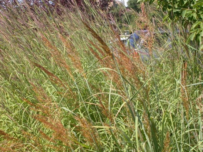 Indian Grass