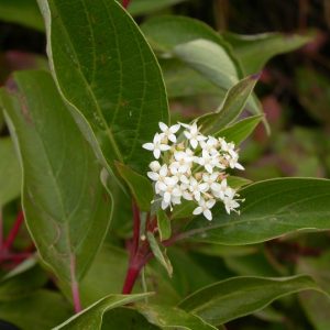 Red Osier Dogwood
