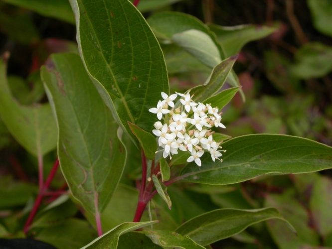 Red Osier Dogwood