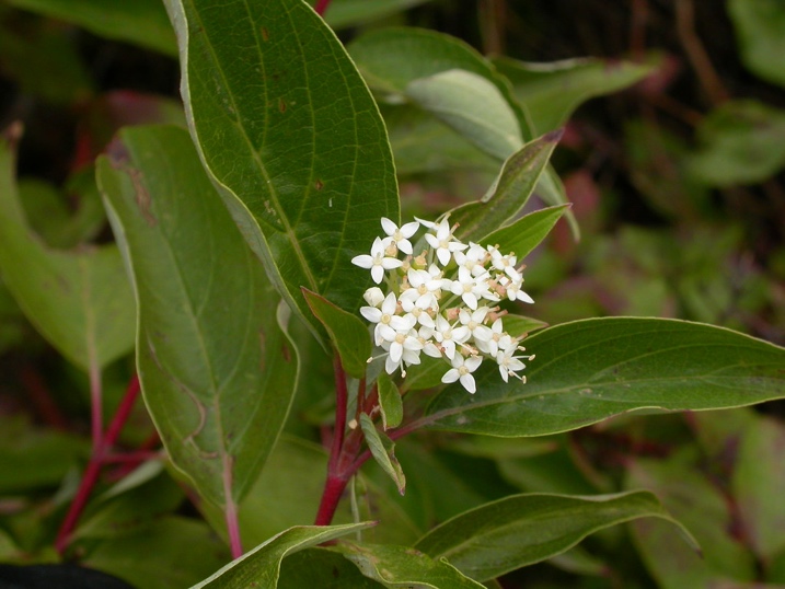 You are currently viewing Red Osier Dogwood