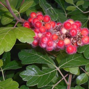 Fragrant Sumac