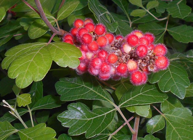 Fragrant Sumac
