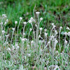 Great Native Groundcovers – Part 2