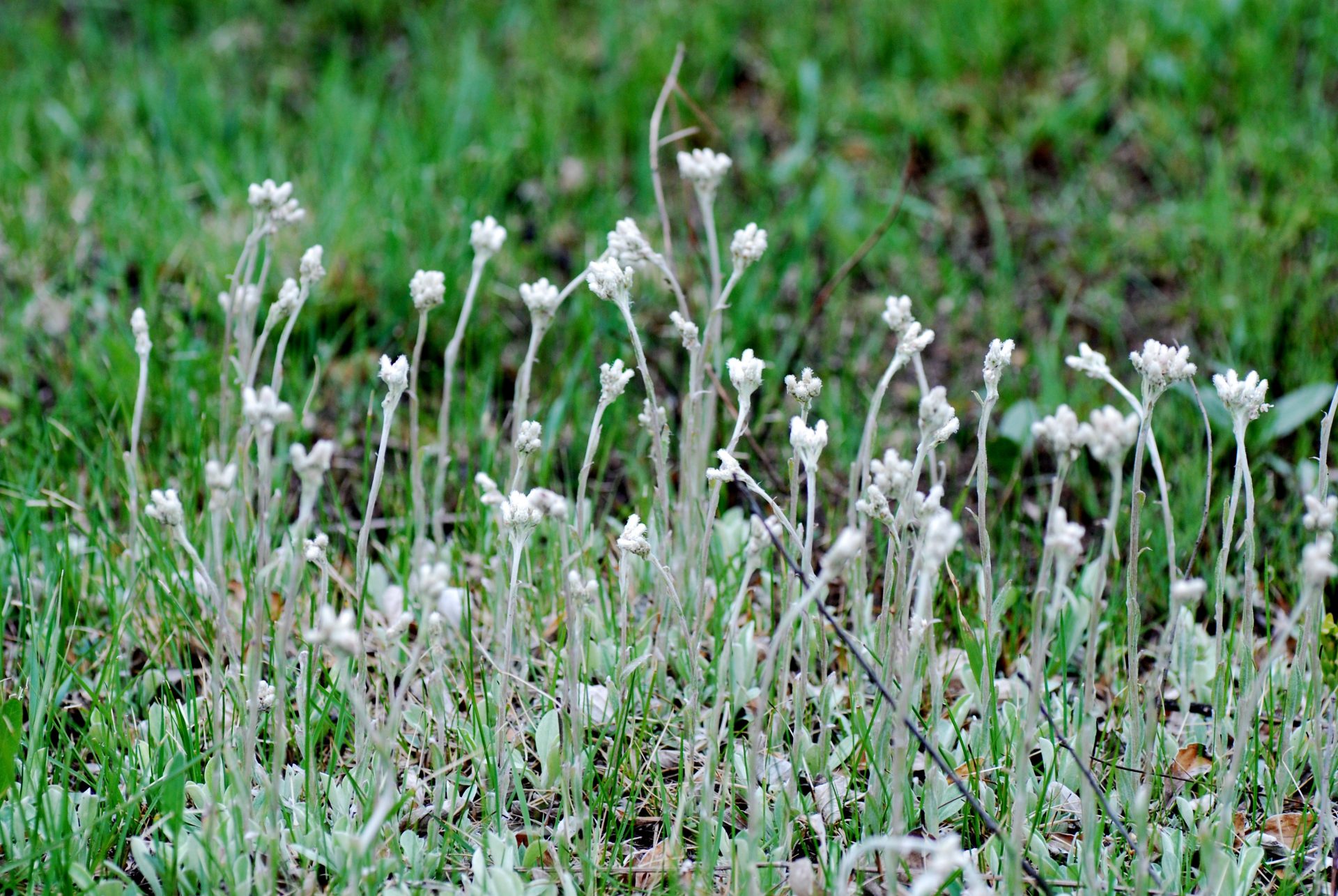 You are currently viewing Great Native Groundcovers – Part 2