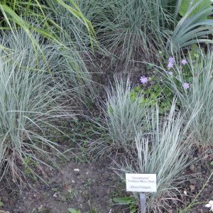 Great Native Groundcovers: Part One