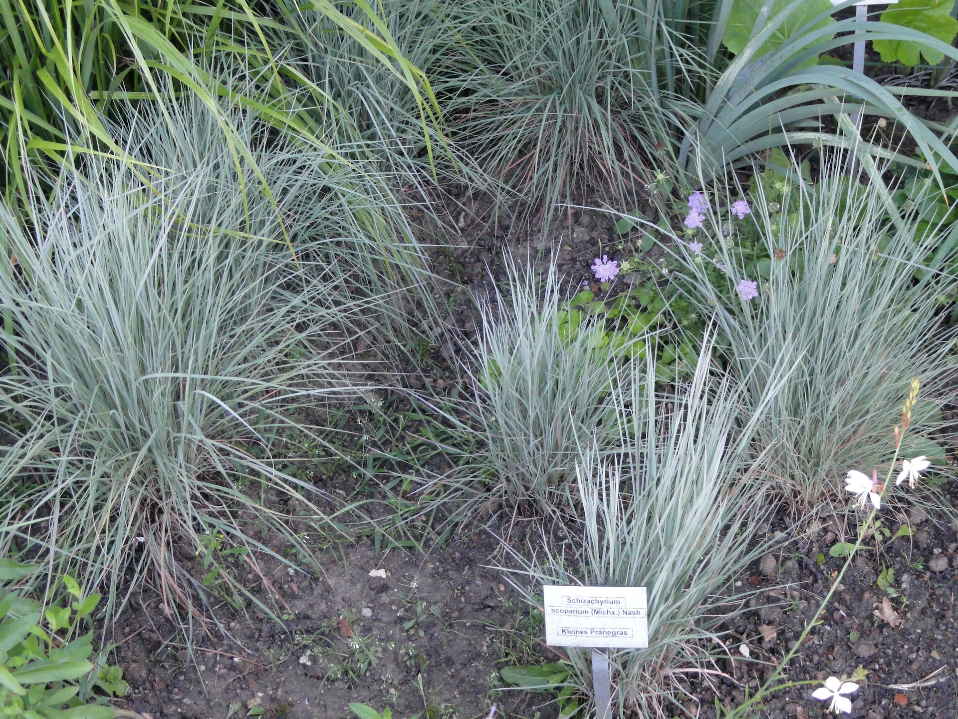 You are currently viewing Great Native Groundcovers: Part One