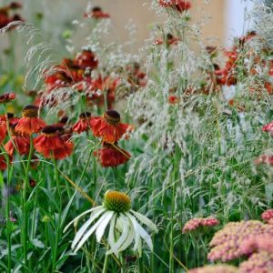 Back to Nature? Time to Rethink the Garden