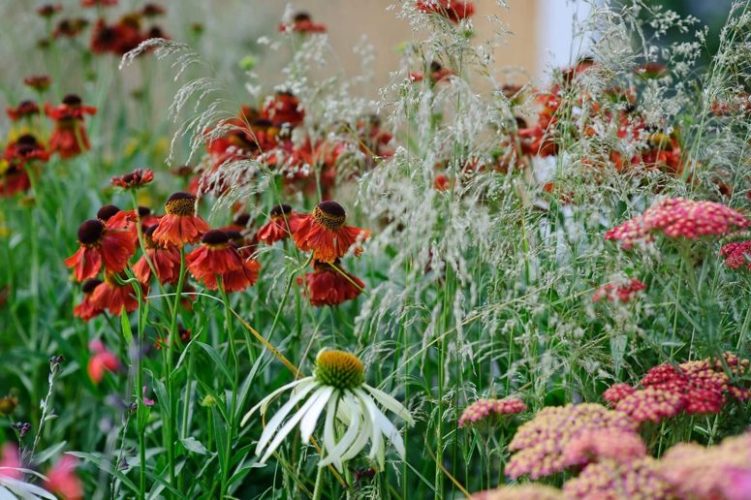 Back to Nature? Time to Rethink the Garden