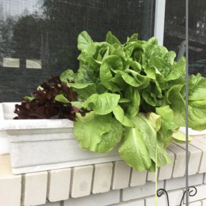 Extending Your Vegetable Gardening Season
