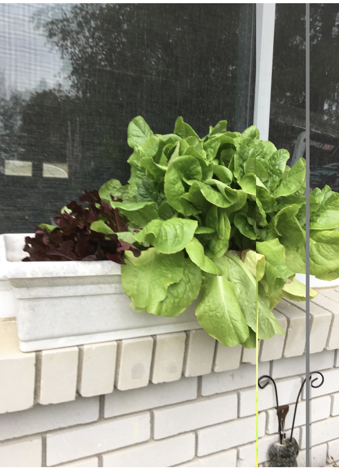 You are currently viewing Extending Your Vegetable Gardening Season