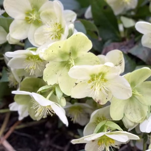 April Garden Chores