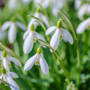 March Garden Chores