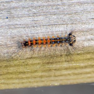 Spongy Moths