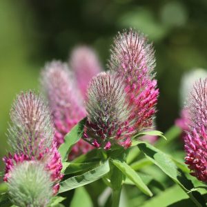 What is All the Fuss About Cover Crops?