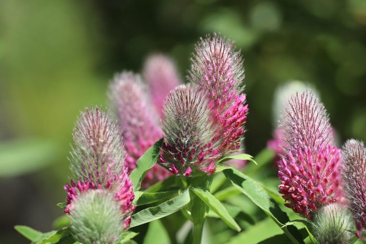 What is All the Fuss About Cover Crops?