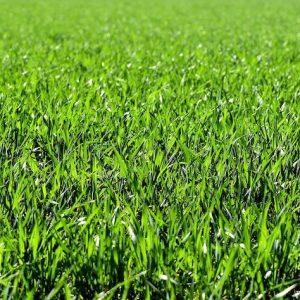 Read more about the article It’s Spring Tune-up Time For Your Lawn!