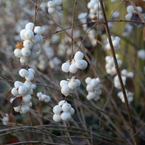 Add a Native Shrub – The Birds Will Thank You!