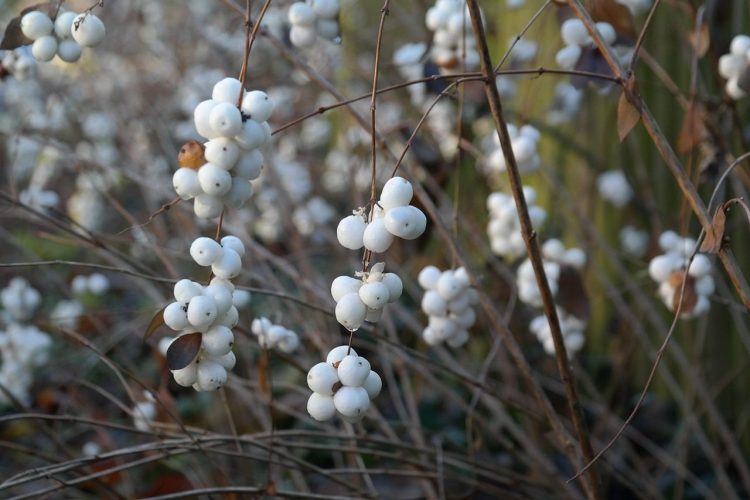 Add a Native Shrub – The Birds Will Thank You!