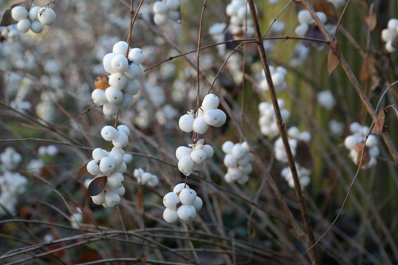You are currently viewing Add a Native Shrub – The Birds Will Thank You!