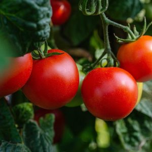 The Water-Wise Tomato Gardener