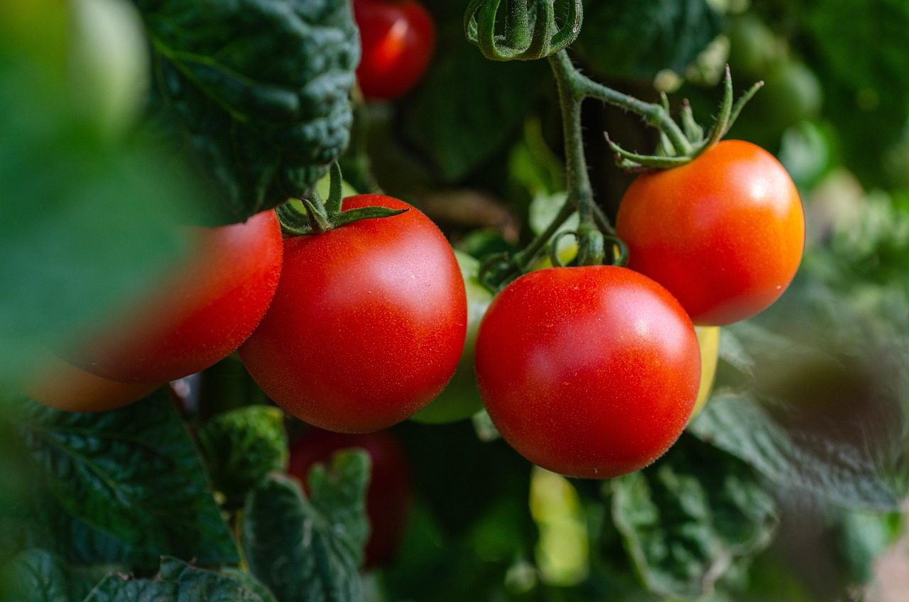 You are currently viewing The Water-Wise Tomato Gardener
